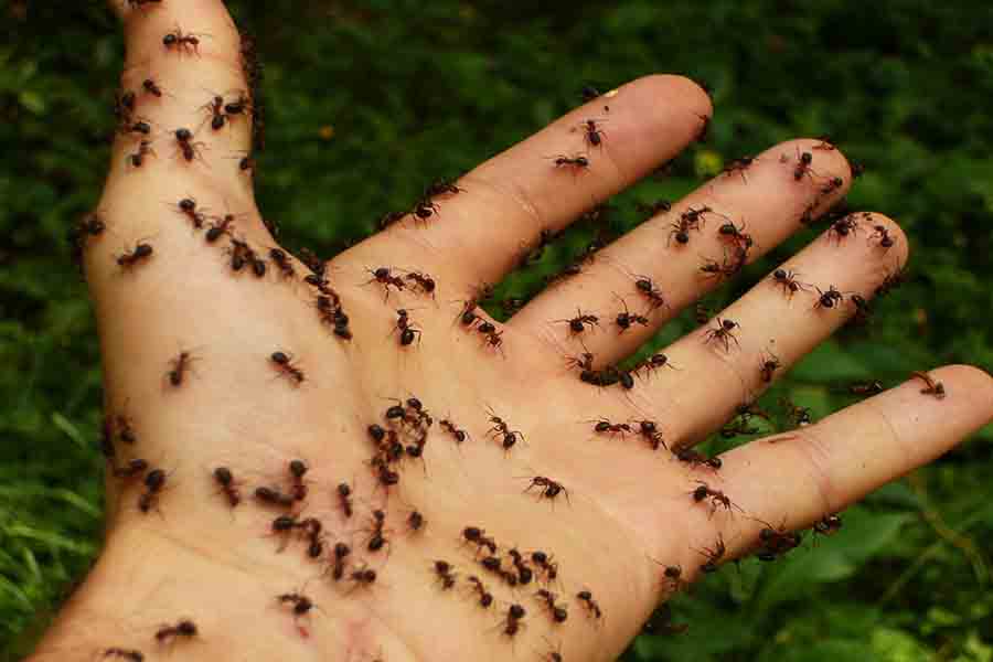 ¿Por qué las hormigas muerden y pican y muerden a los humanos?