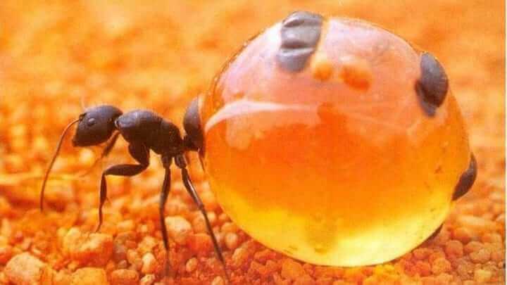 ¿Por qué las hormigas se sienten atraídas por el azúcar? (Y qué pasa con los edulcorantes)