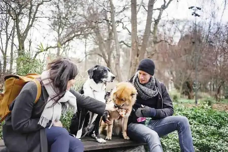 ¿Puedes domesticar a un lobo? | ¿Por qué los lobos no están domesticados?