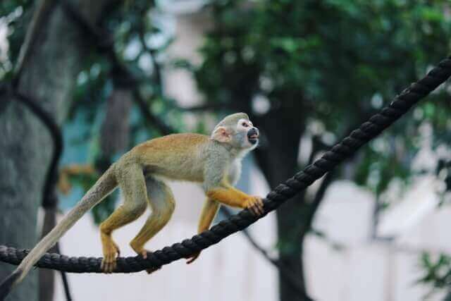 ¿Qué animales comen naranjas? (7 ejemplos con imágenes)