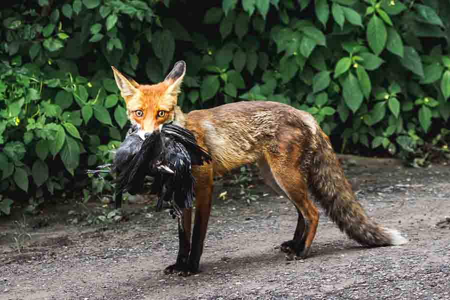 ¿Qué animales comen patos? | animales inadaptados
