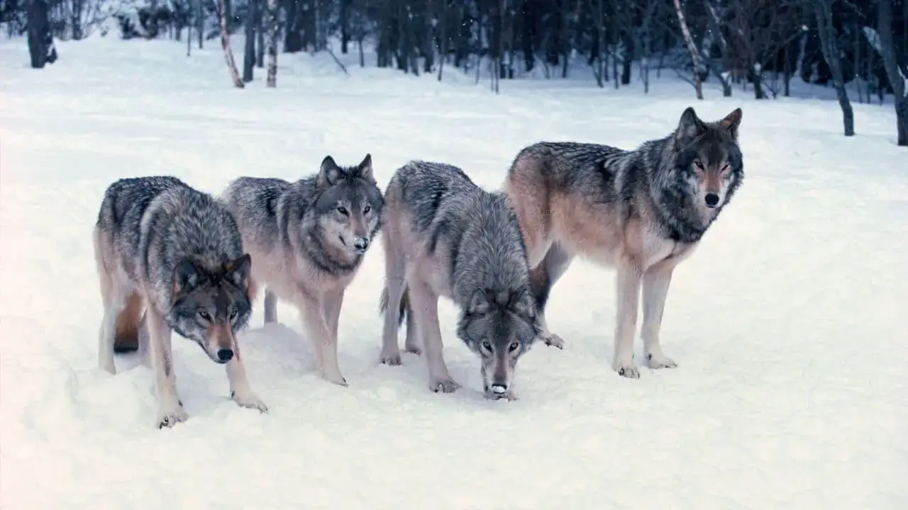 ¿Qué animales comen zorros? 13 animales que debes conocer