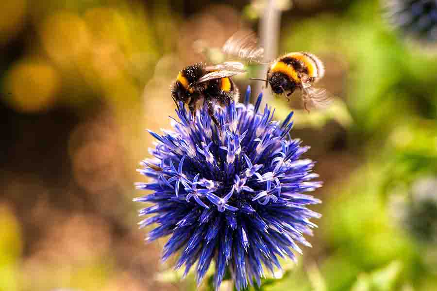 ¿Qué colores atraen más a las abejas?