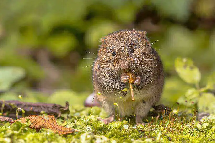 ¿Qué comen los búhos? (Cada animal de presa cazado por búhos)