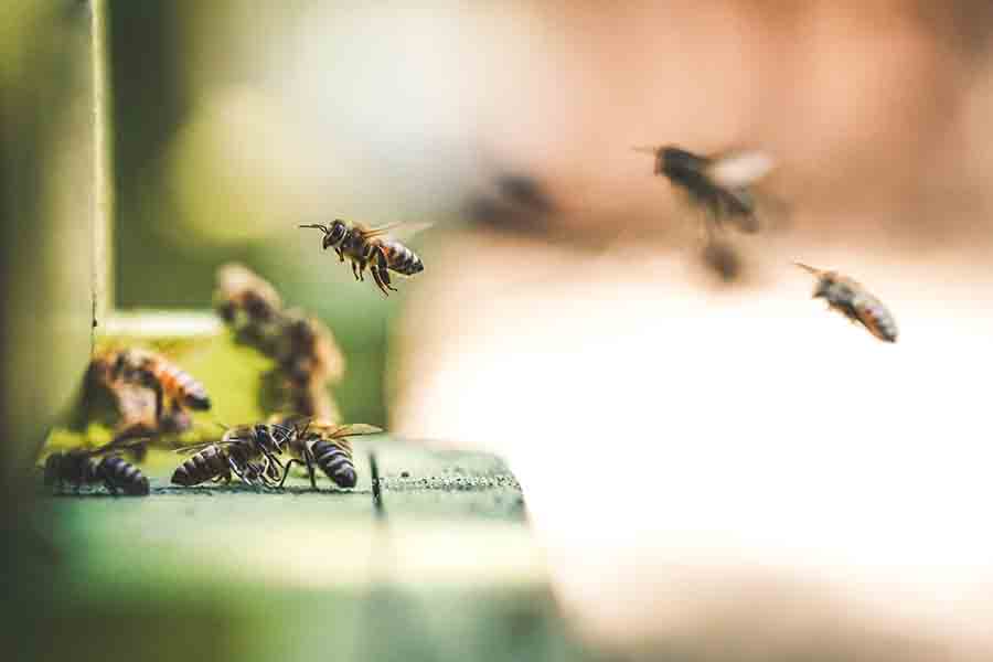 ¿Qué comen los búhos? (Cada animal de presa cazado por búhos)