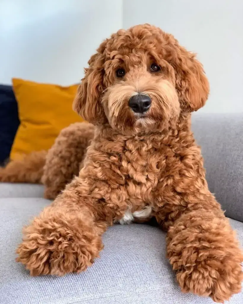 ¿Qué es un Golden Doodle? Cruces de caniche