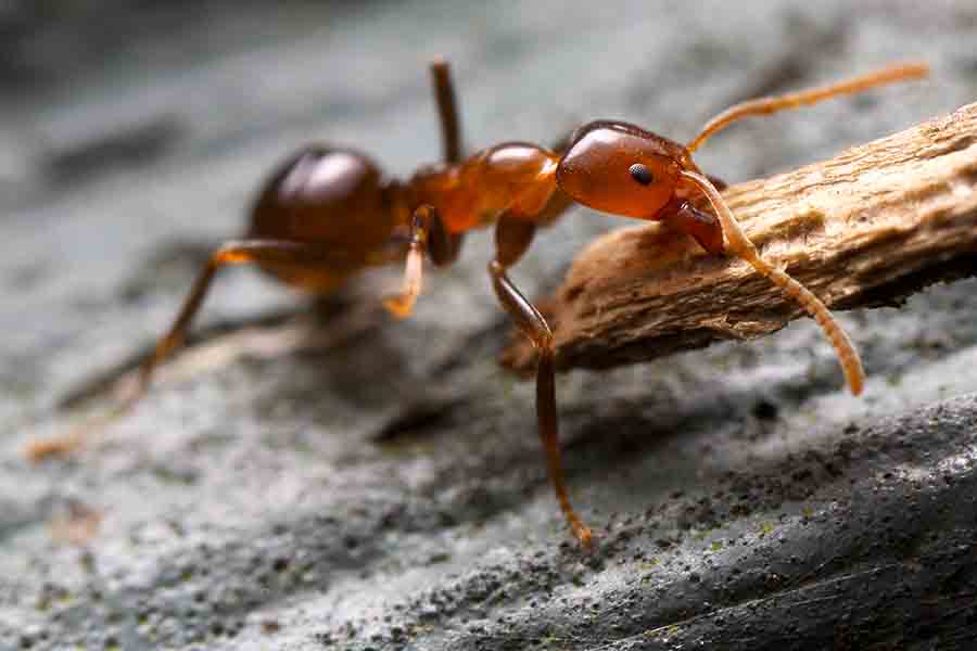 ¿Qué pueden morder las hormigas? Estos hechos pueden sorprenderte