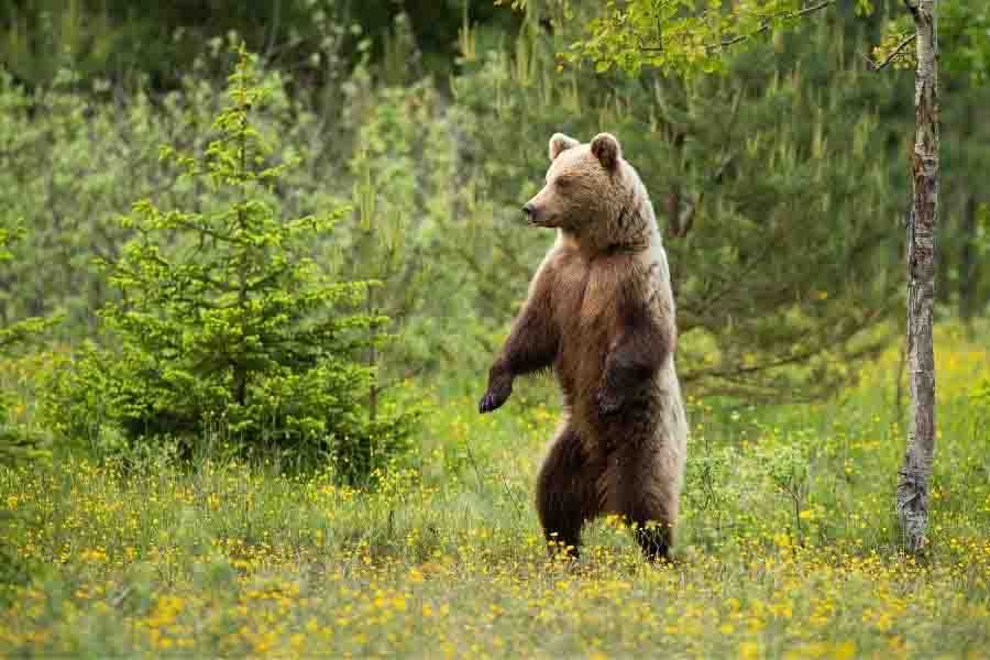 ¿Qué tan alto es un oso grizzly? (De pie y a cuatro patas)