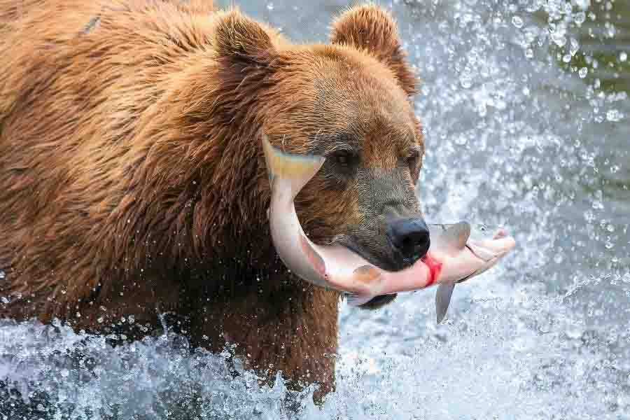 ¿Qué tan fuertes son los osos? (Osos polares, negros y grizzly)