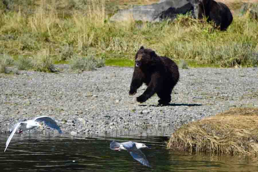 ¿Qué tan rápido puede correr un oso? (Lista de la velocidad máxima de 8 osos)