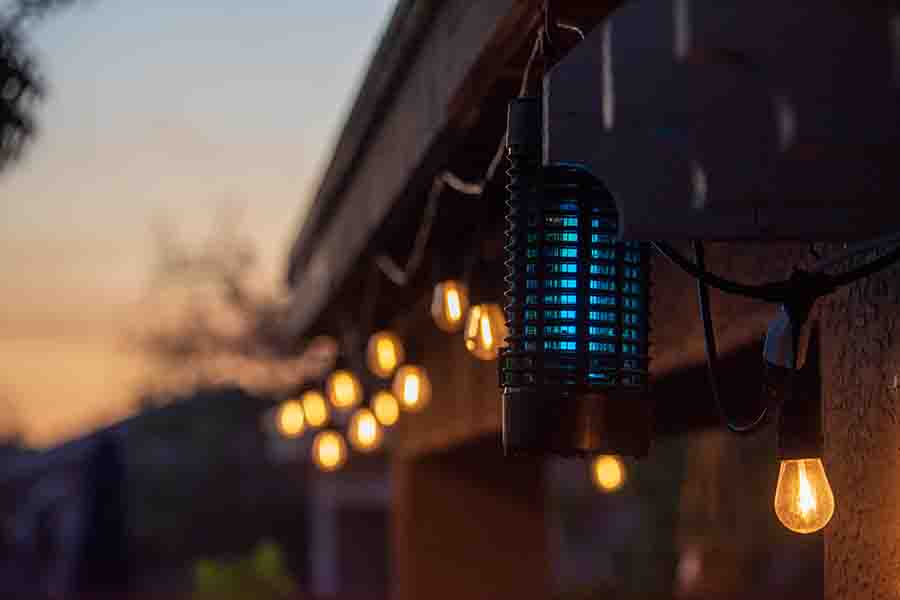 ¿Son las abejas atraídas por la luz y por qué? (Explicación científica)