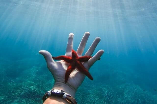 ¿Son peligrosas las estrellas de mar? ¿Se puede tocar una estrella de mar?